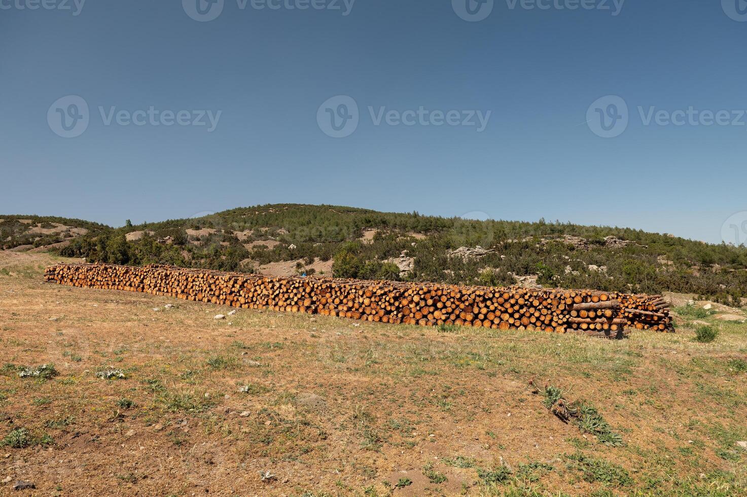 Pine logs cut and stacked in the forest. photo