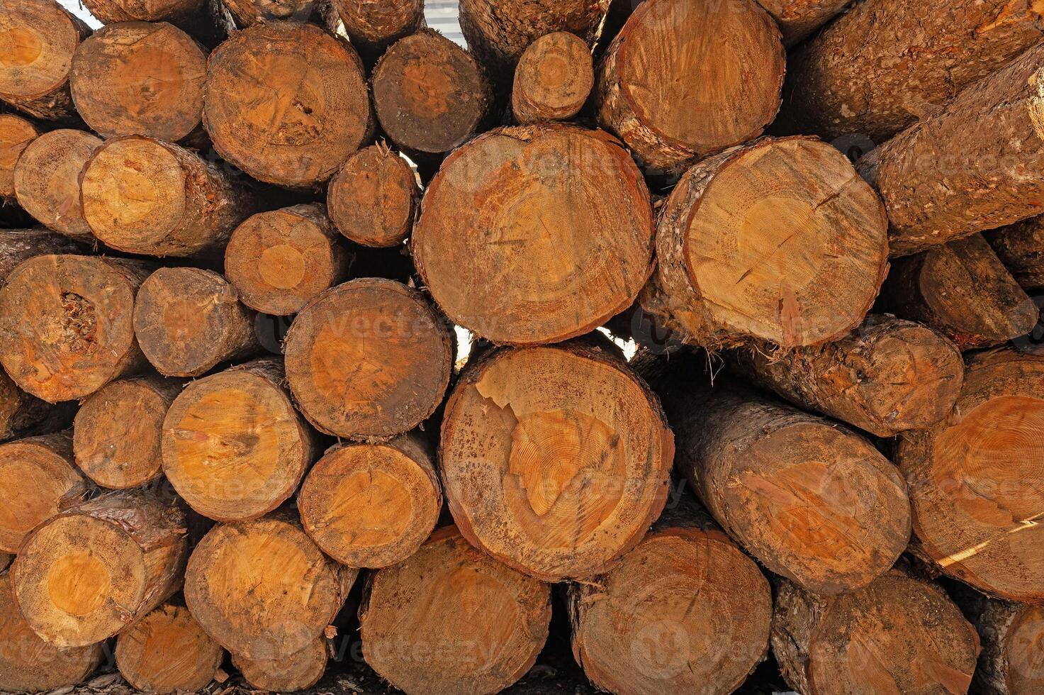 Tree trunks cut down in the forest. photo