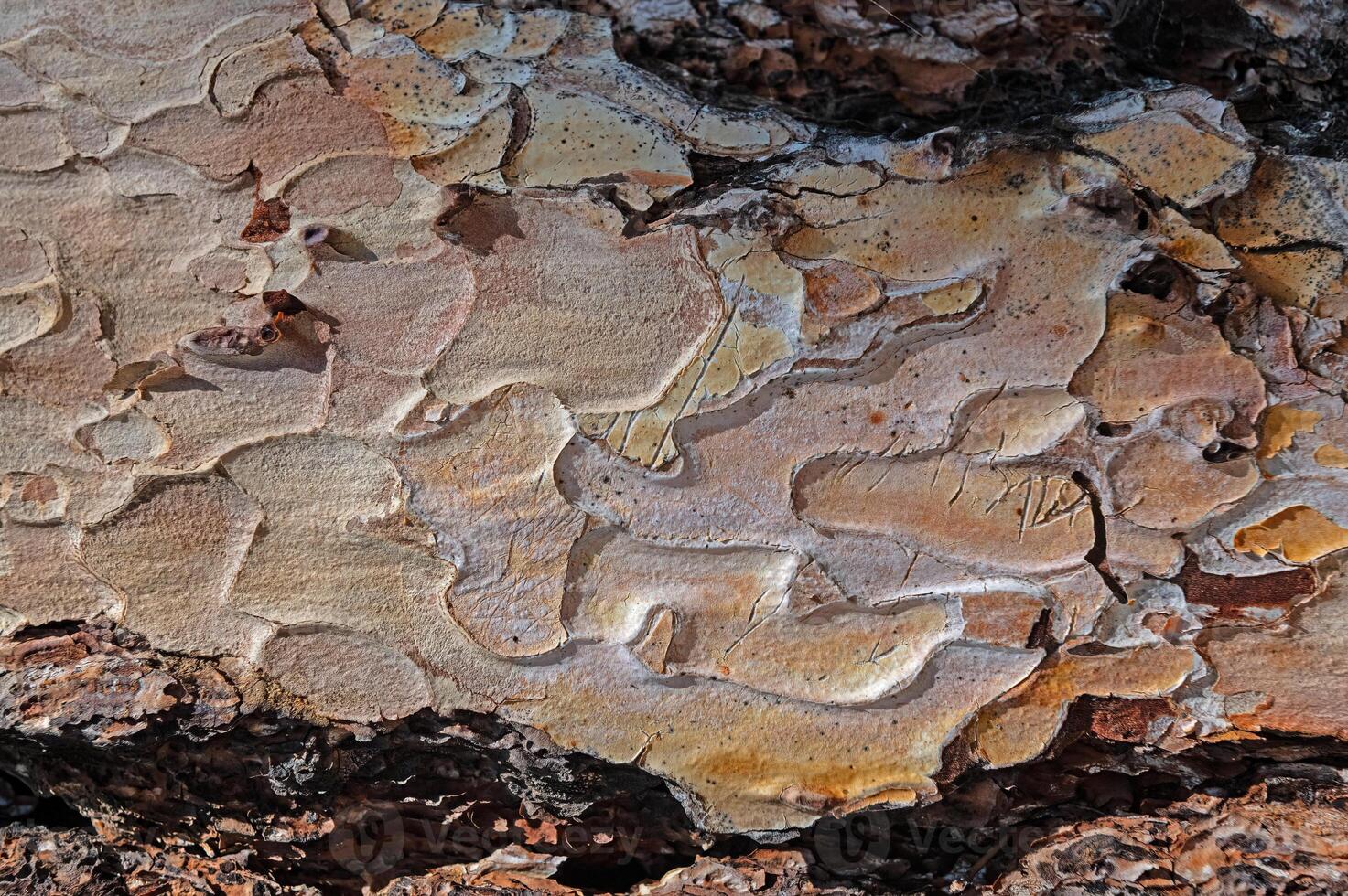 The natural texture of a brown pine tree. photo