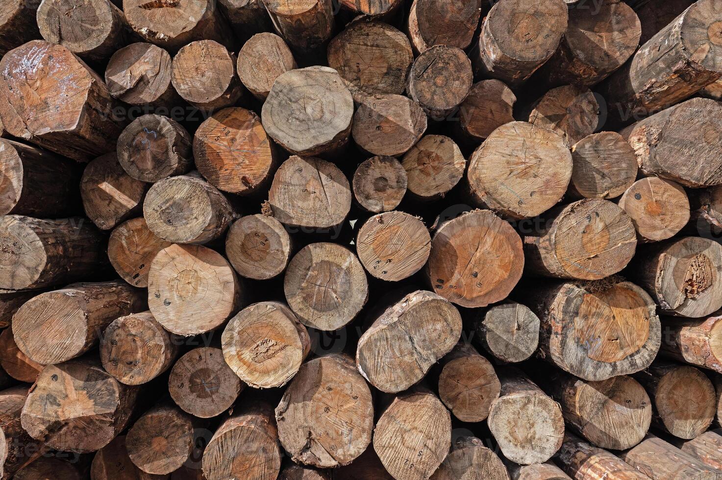 Cut trees stacked in a pile, close-up. photo