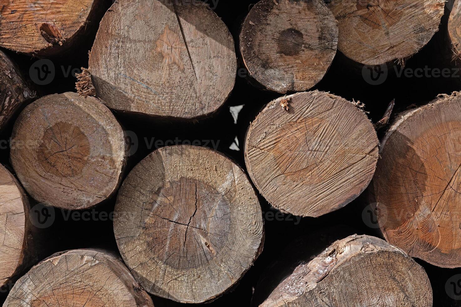 Cut trees stacked in a pile, close-up. photo