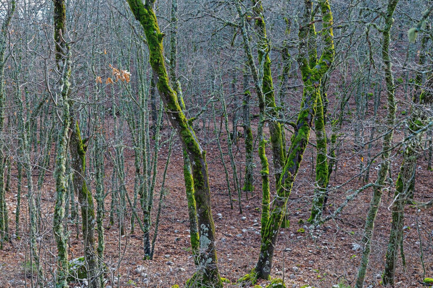 Oak trees covered with green-coloured moss in Quercus vulcanica forest. Leucobryum glaucum. photo