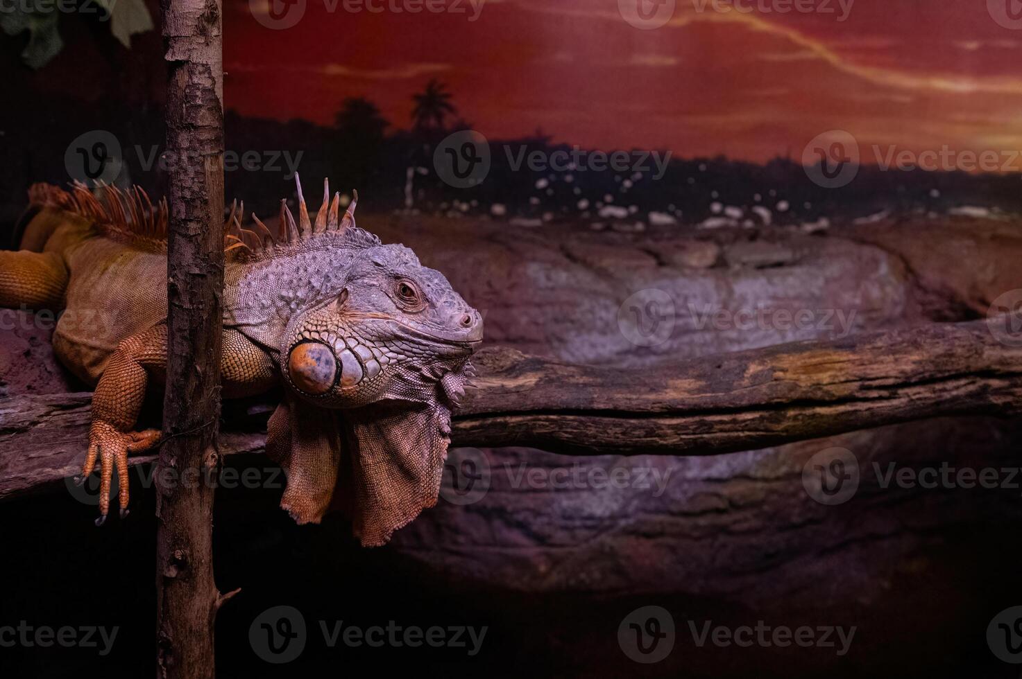 Woody Dragon. Green iguana on twisted tree branch. photo