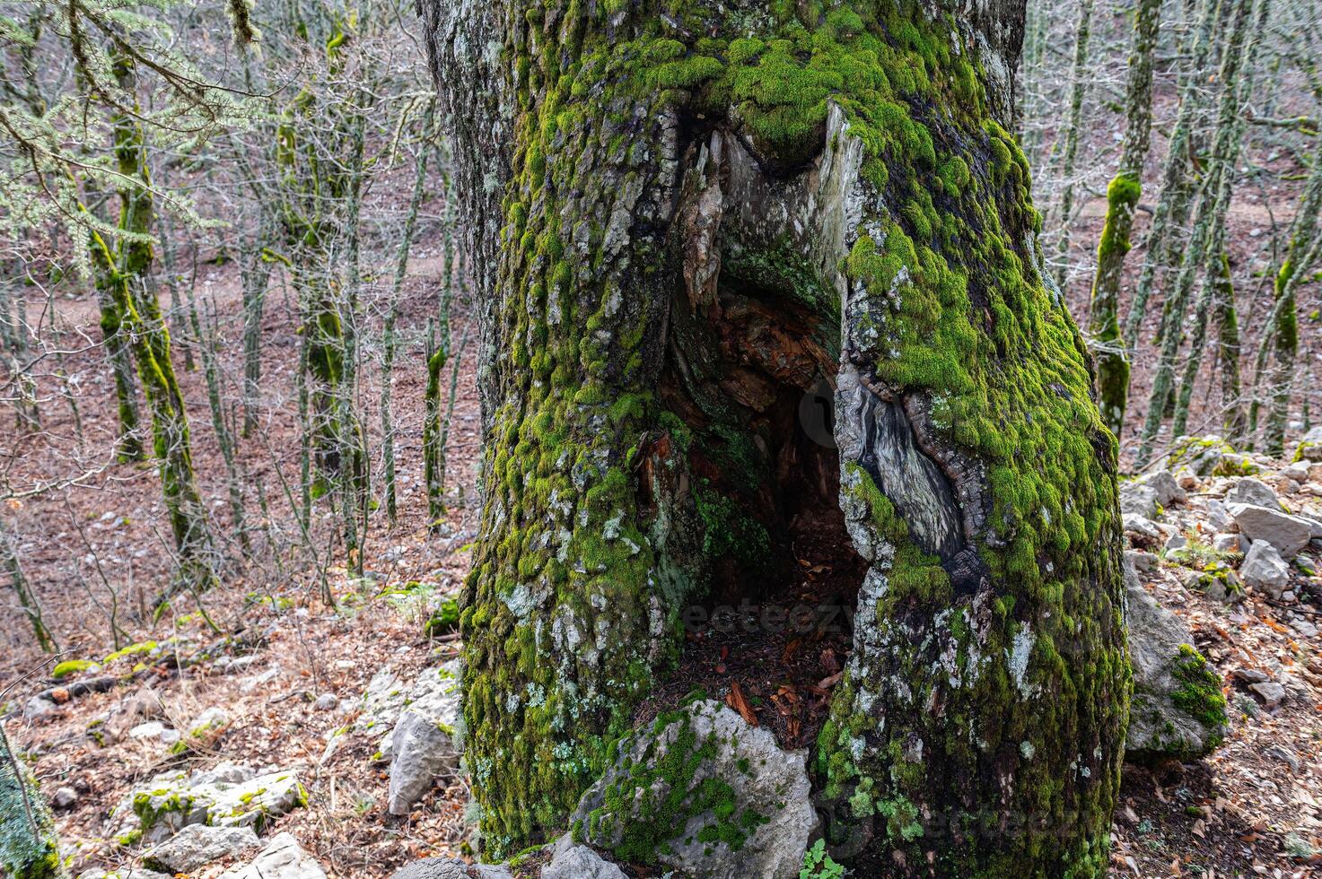 Tree cavity covered with green-coloured moss in Quercus vulcanica forest. Leucobryum glaucum photo