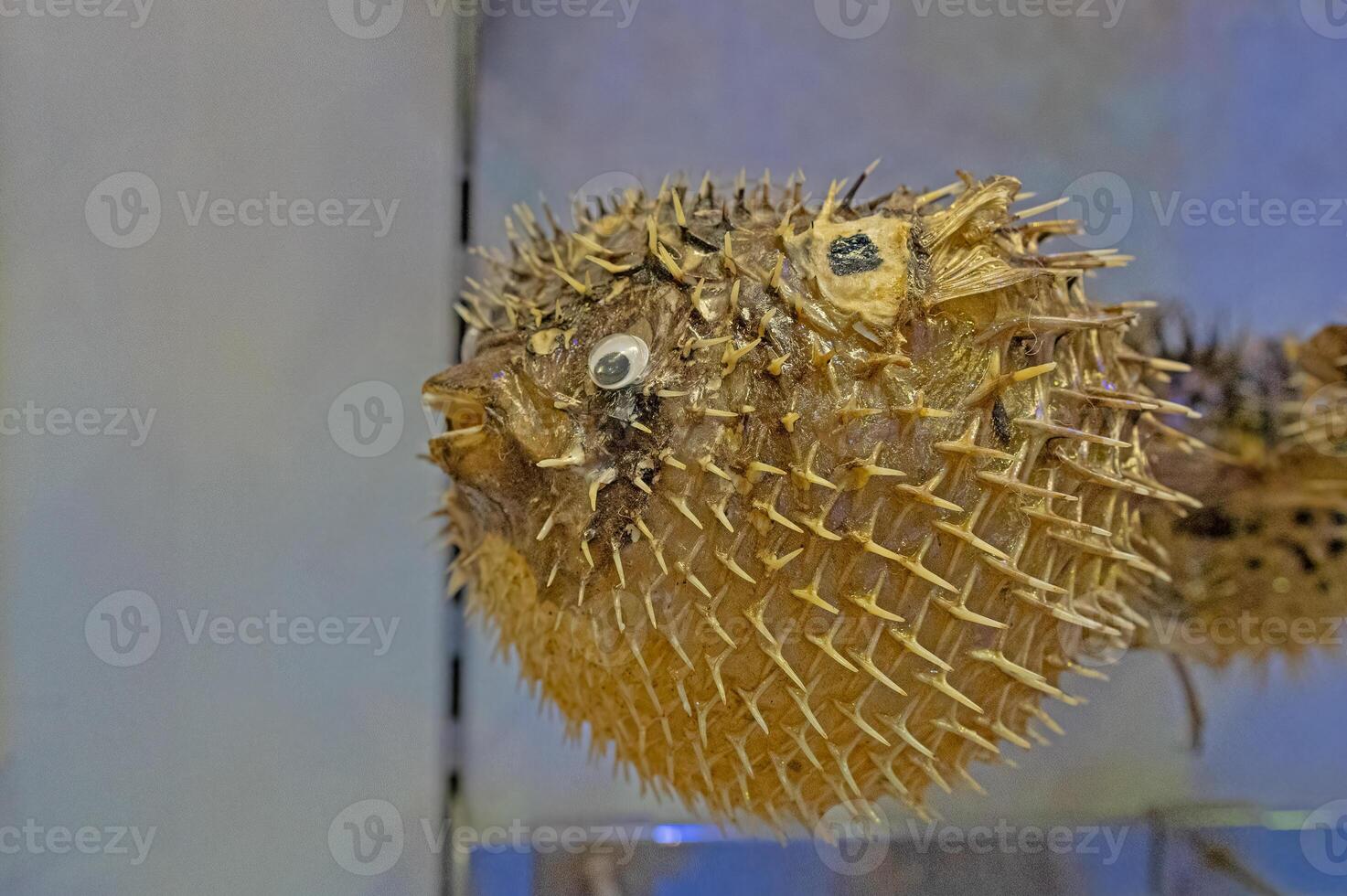 Stuffed Sea Urchin Fish, Second Name, Ball Fish, Diodon Latin Name, Side View. photo