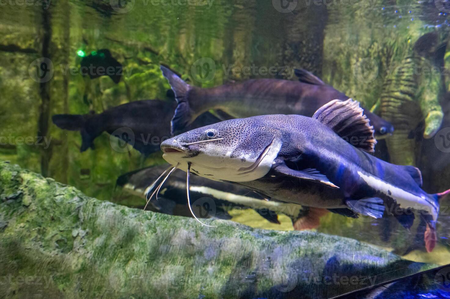 The red-tailed catfish, Phractocephalus hemioliopterus, is a pimelodid long whiskered catfish. Close-up. photo