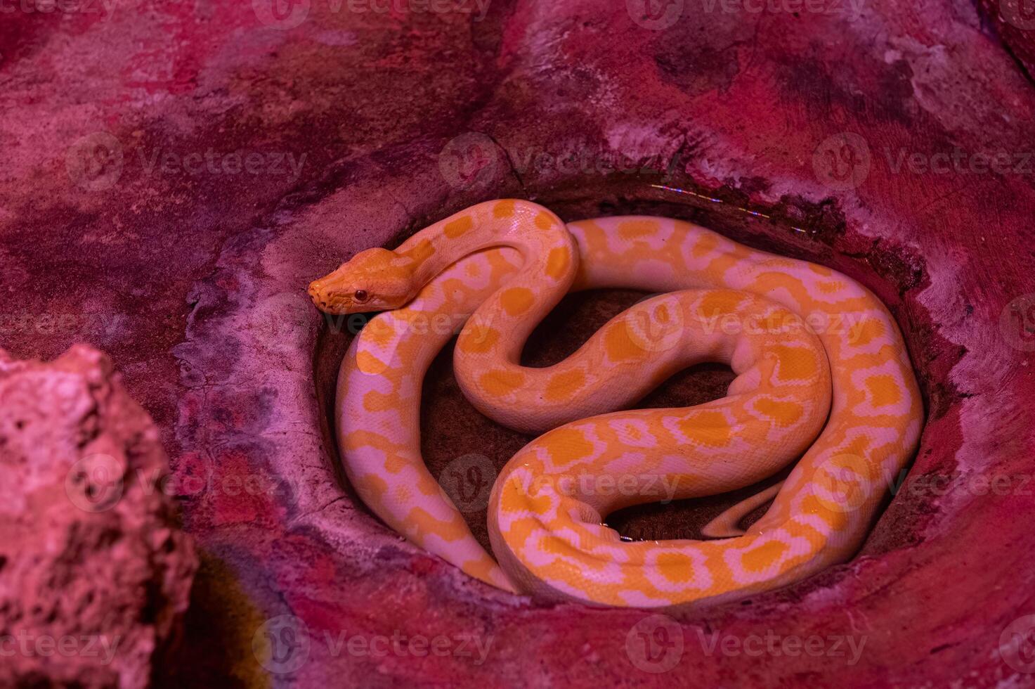 Snake on a black background. Ball python or Royal python. Albino morph. photo