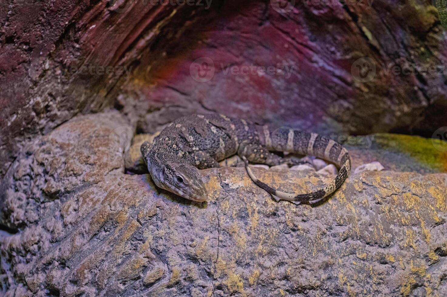 African savanna monitor lizard in a terrarium. photo