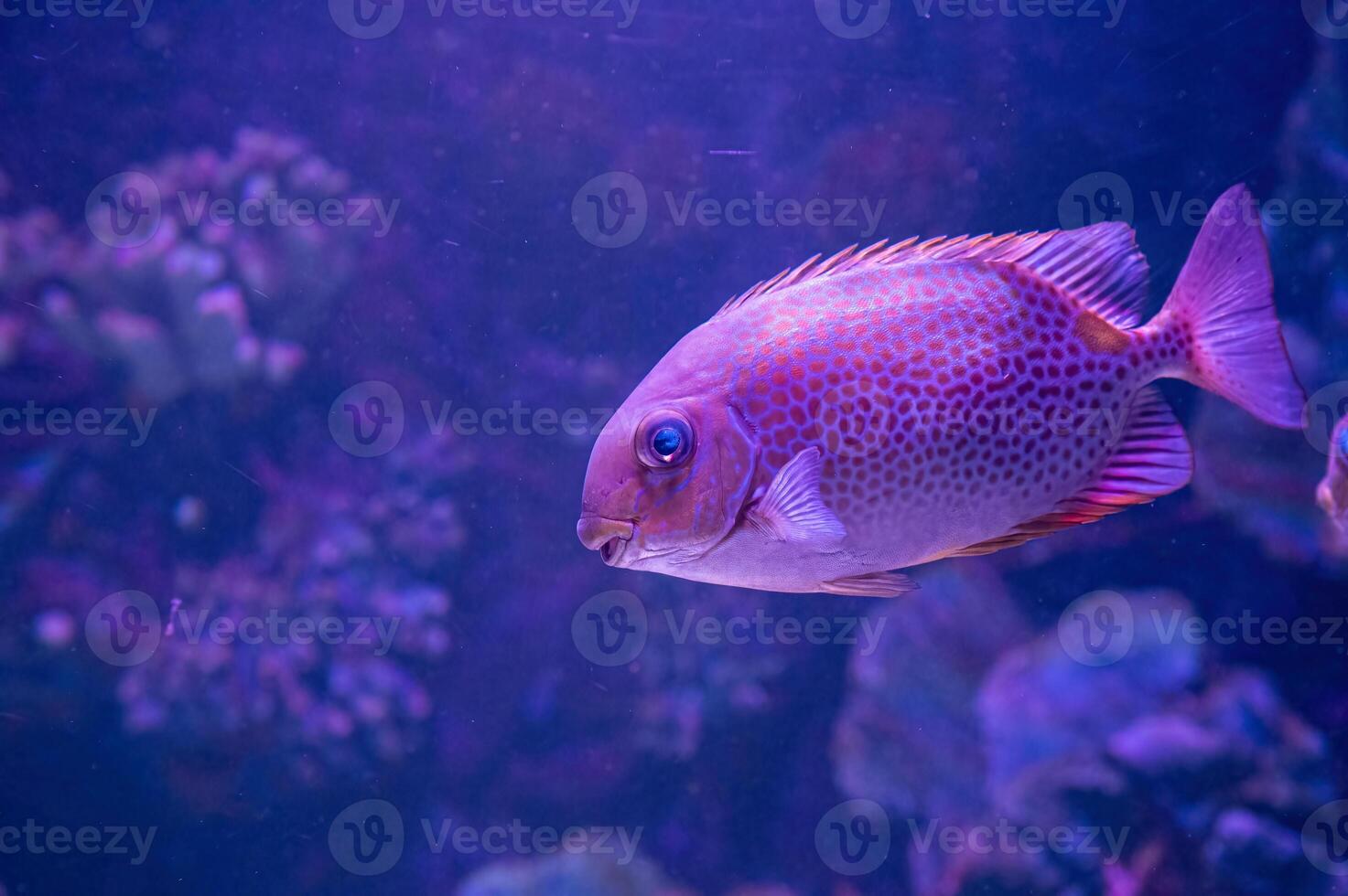 Portrait of beautiful fish in aquarium, undersea world and coral reef scene. Ocean aquarium concept. photo