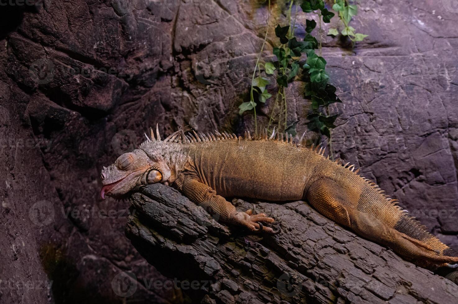 Woody Dragon. Green iguana on twisted tree branch. photo