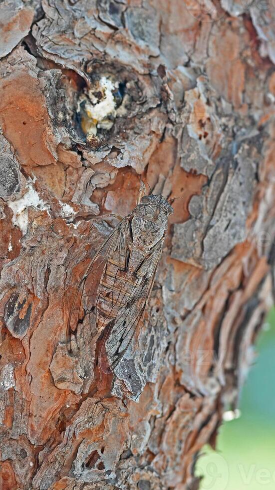 Cicada on a pine tree trunk. photo
