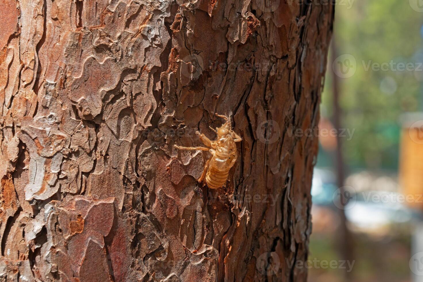 Cicada larva on a pine tree. photo
