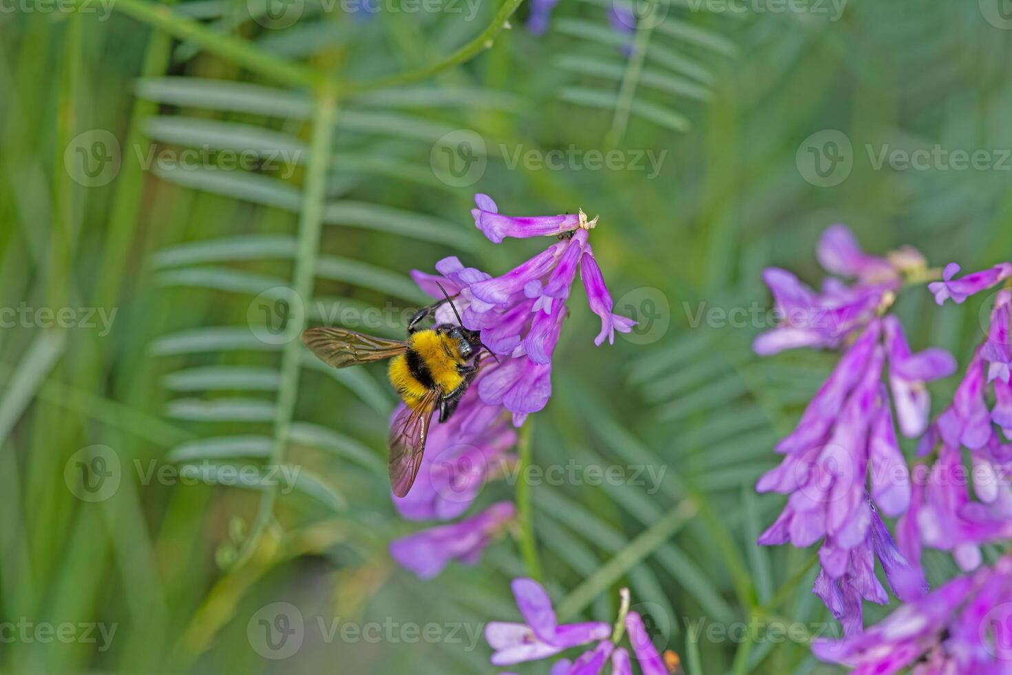 Bumblebee taking nectar from a purple-coloured flower. photo