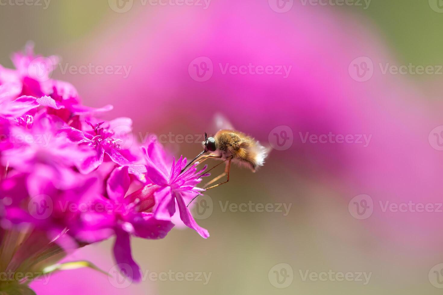 Bee fly on pink coloured flower. Close up photo