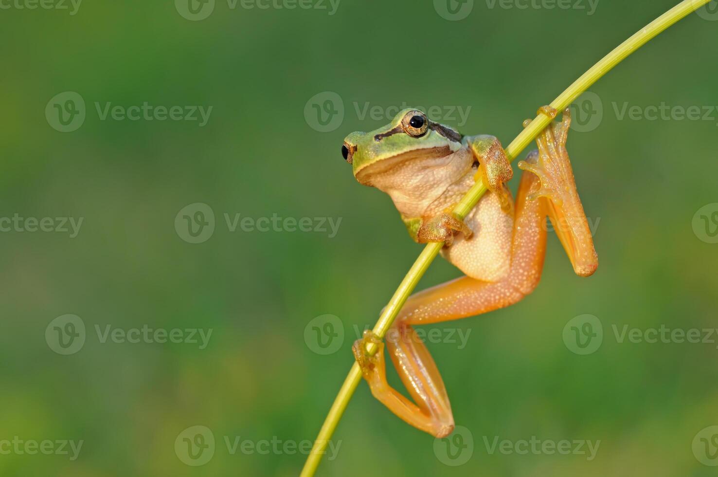 Tree frog clinging to a branch. photo