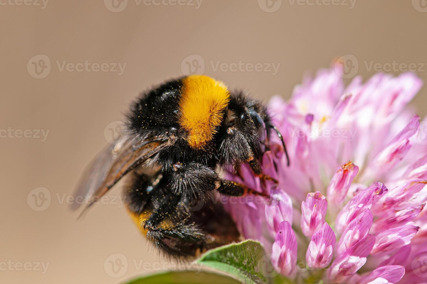 European Common Carder Bumble bee, Bombus pascuorum feeding on a pink clover flower photo