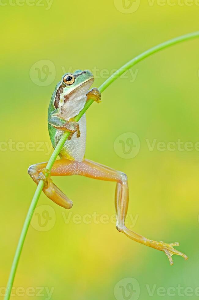 Tree frog clinging to a branch. photo