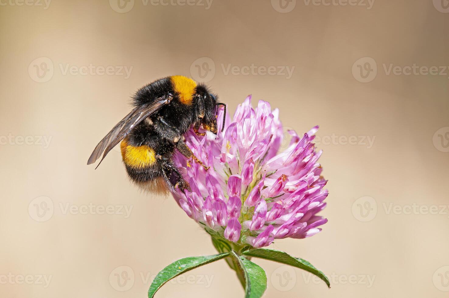 European Common Carder Bumble bee, Bombus pascuorum feeding on a pink clover flower photo
