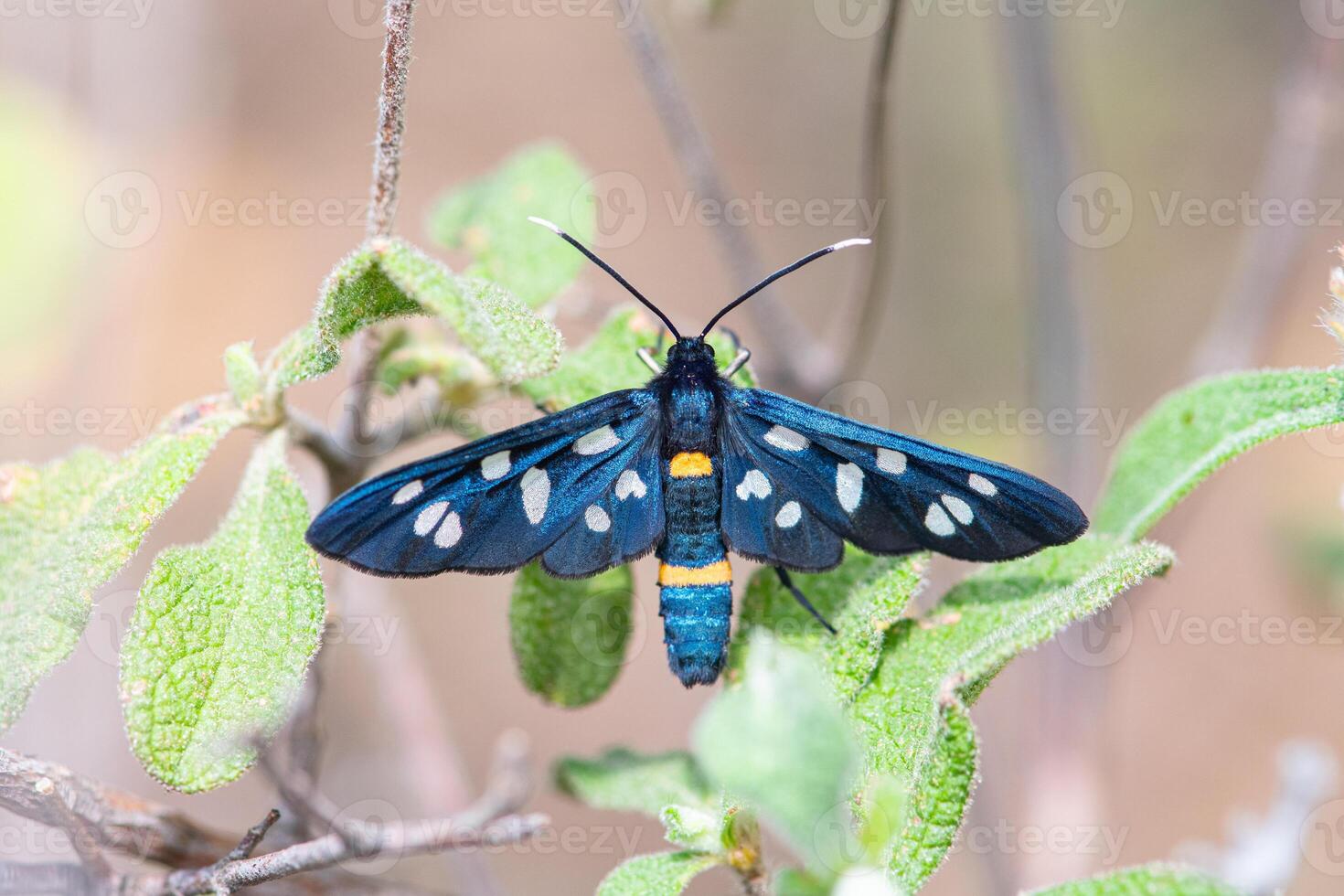 Close up of a nine spotted moth Amata phegea with spread wings photo