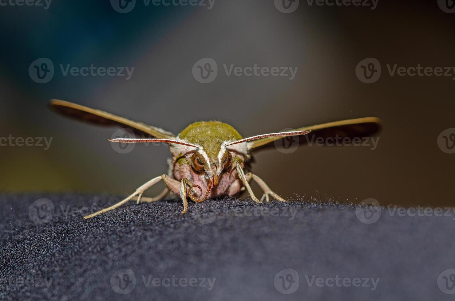 Moth butterfly, Spurge Hawk, Hyles Euphorbiae photo