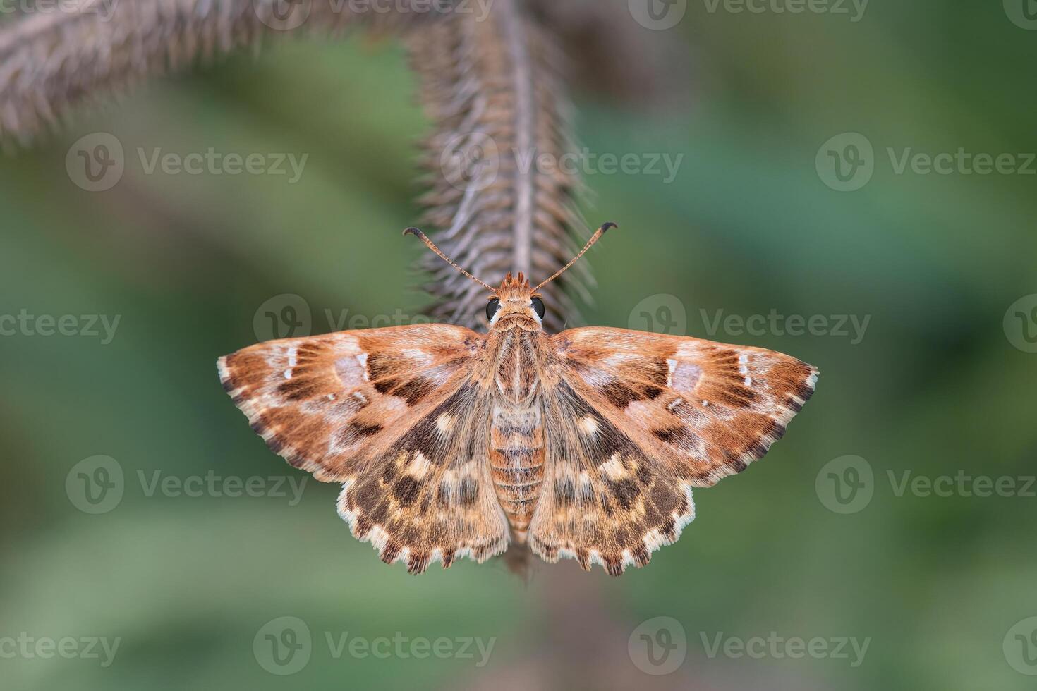 Mallow Skippe butterfly on the plant. Carcharodus alceae, on the wing. photo
