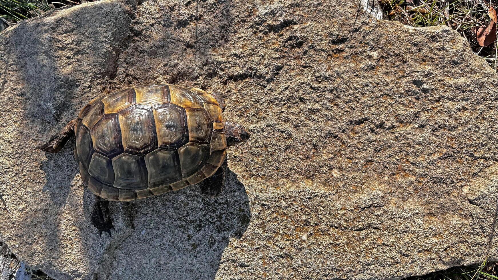 A baby turtle climbing on a rock. photo