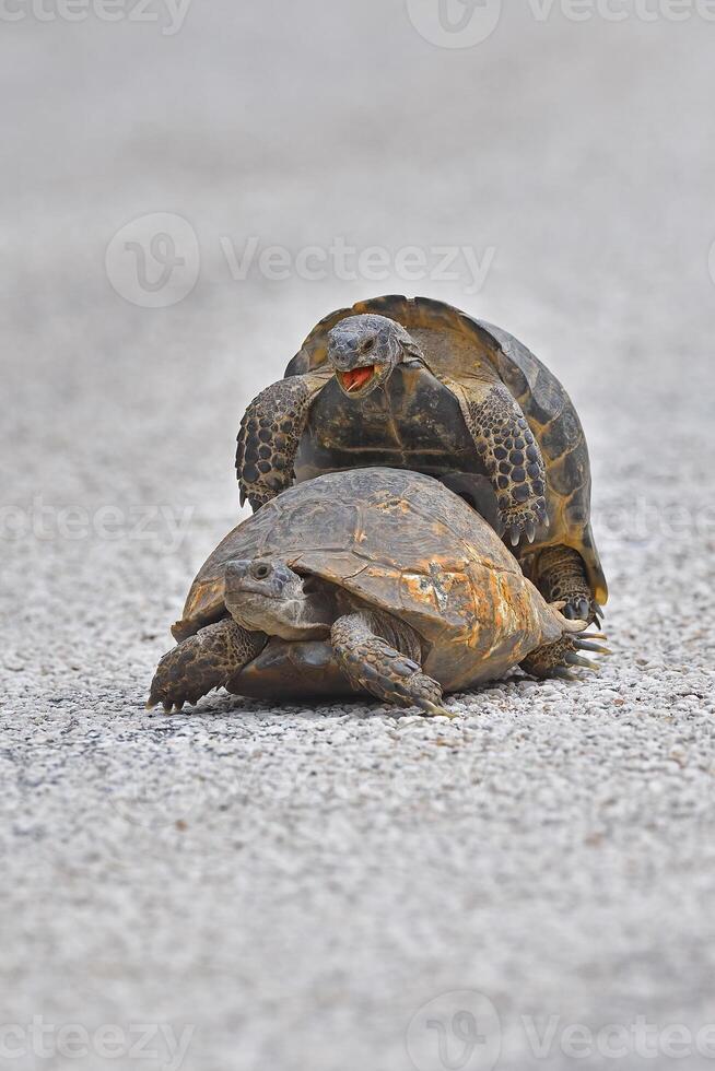 Two turtles mating. Turtle mating moment. photo