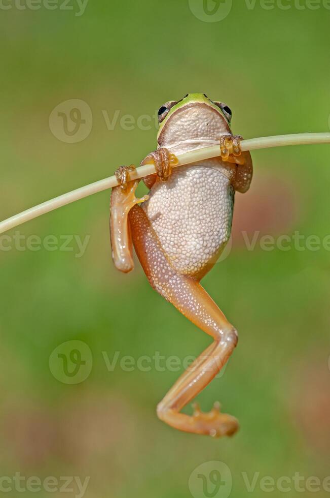 Tree frogs are acrobatic creatures. photo