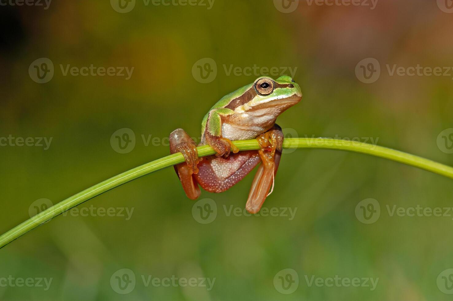 Tree frogs are acrobatic creatures. photo