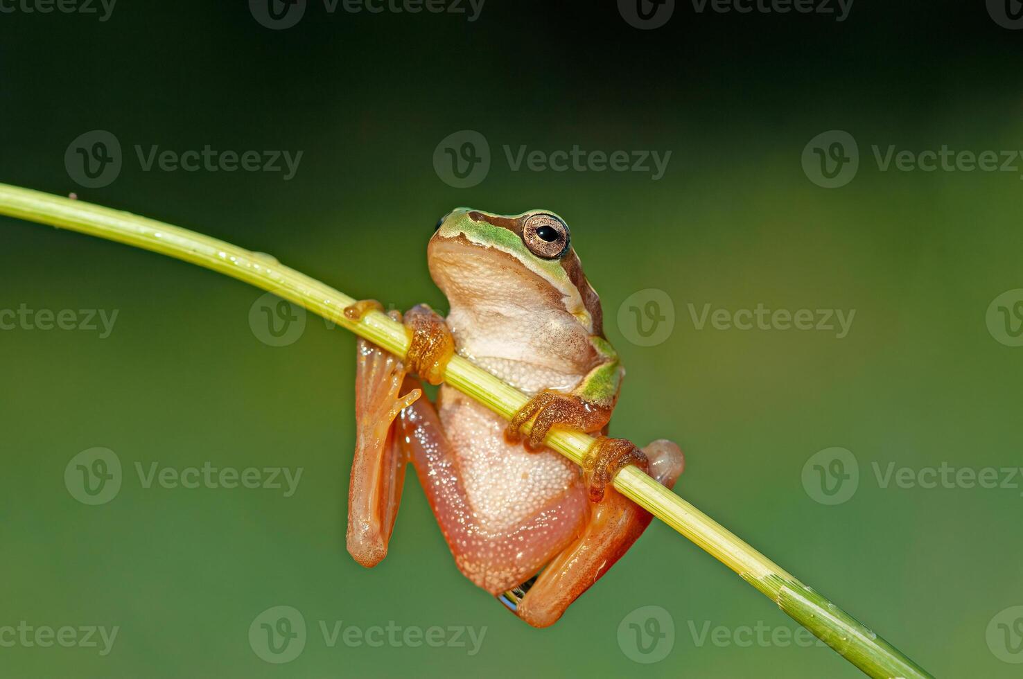 Tree frogs are acrobatic creatures. photo