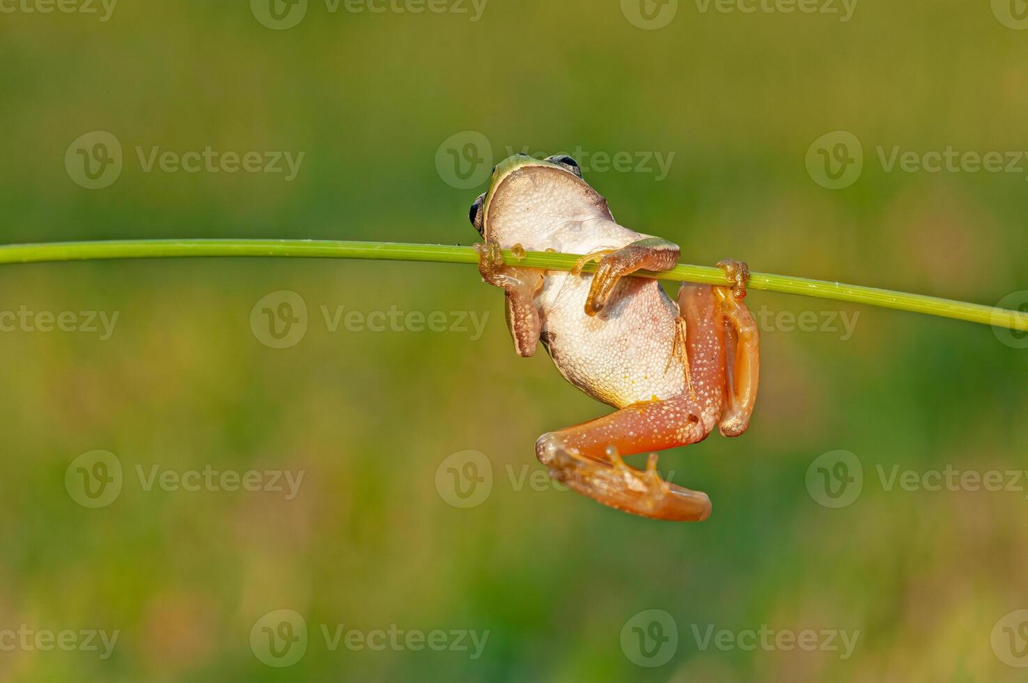 Tree frogs are acrobatic creatures. photo