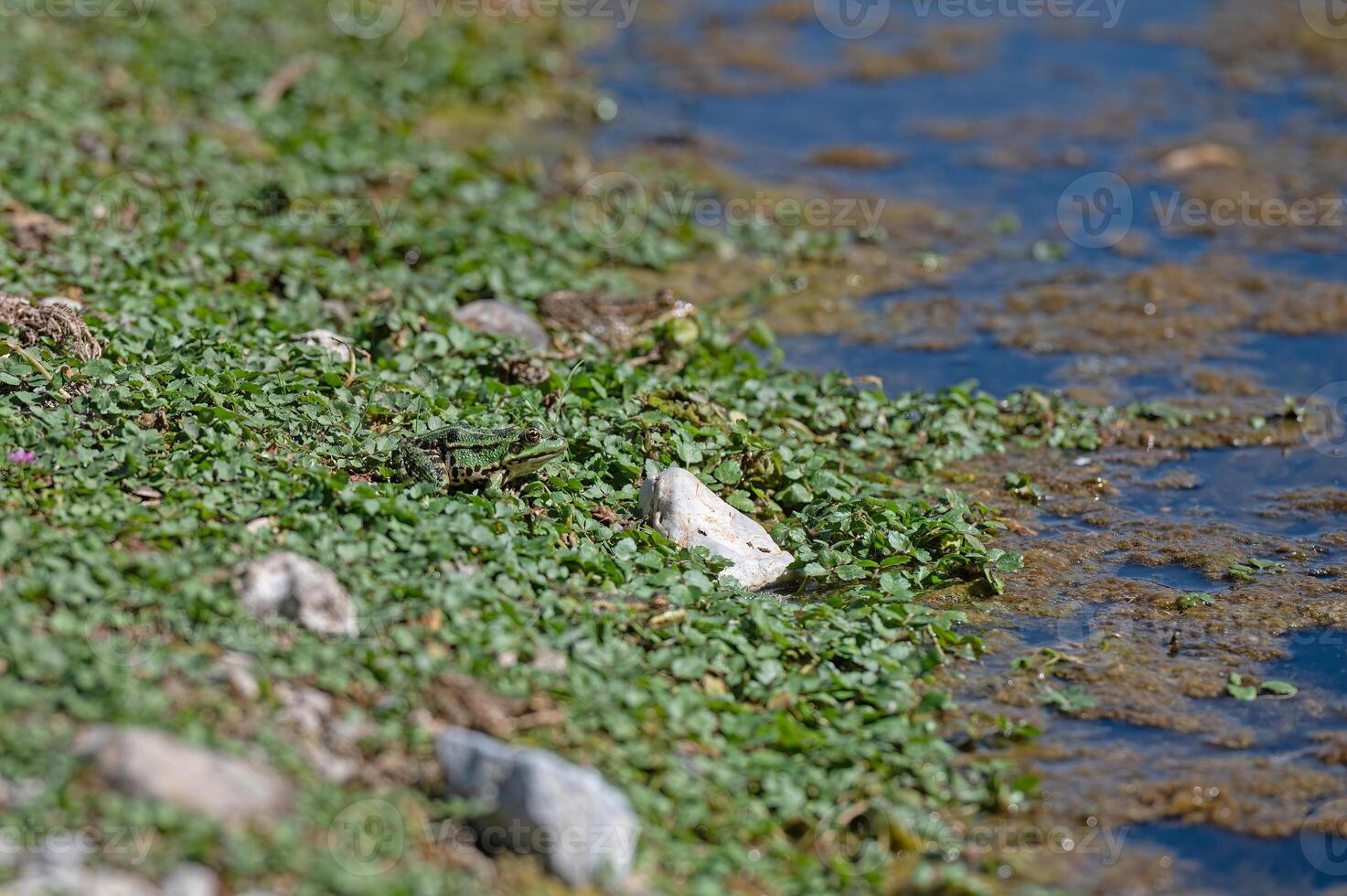 Frogs sunbathing by the lake. photo
