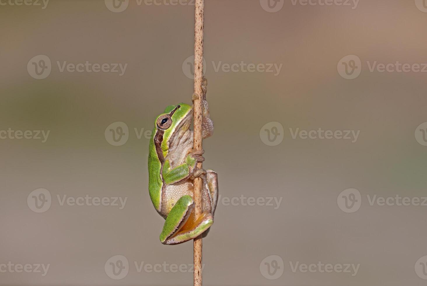 Green frog climbing on the plant in Turkey. Hyla orientalis climbing on the plant. Funny frog. photo
