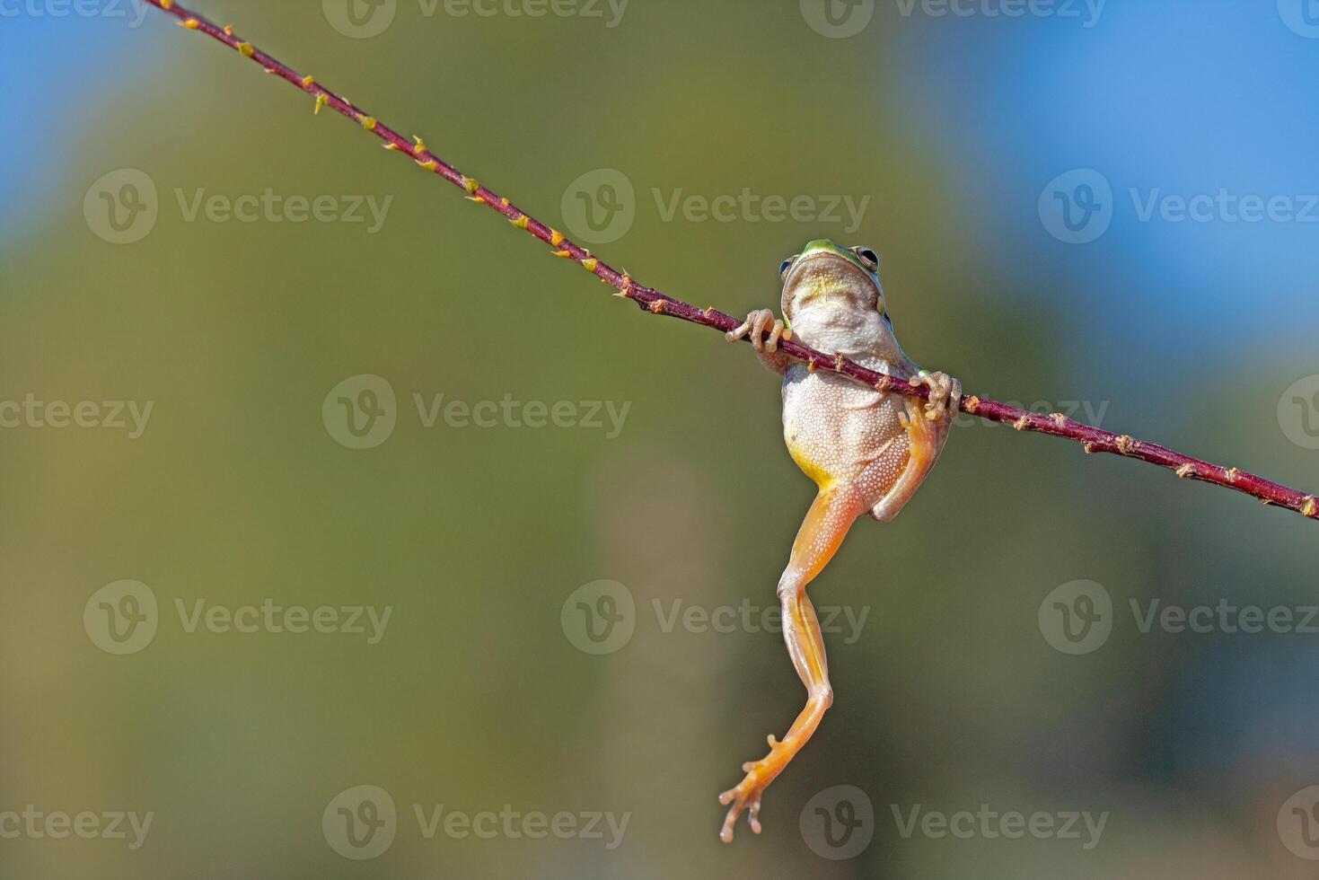 Green frog climbing on the plant in Turkey. Hyla orientalis climbing on the plant. Funny frog. photo