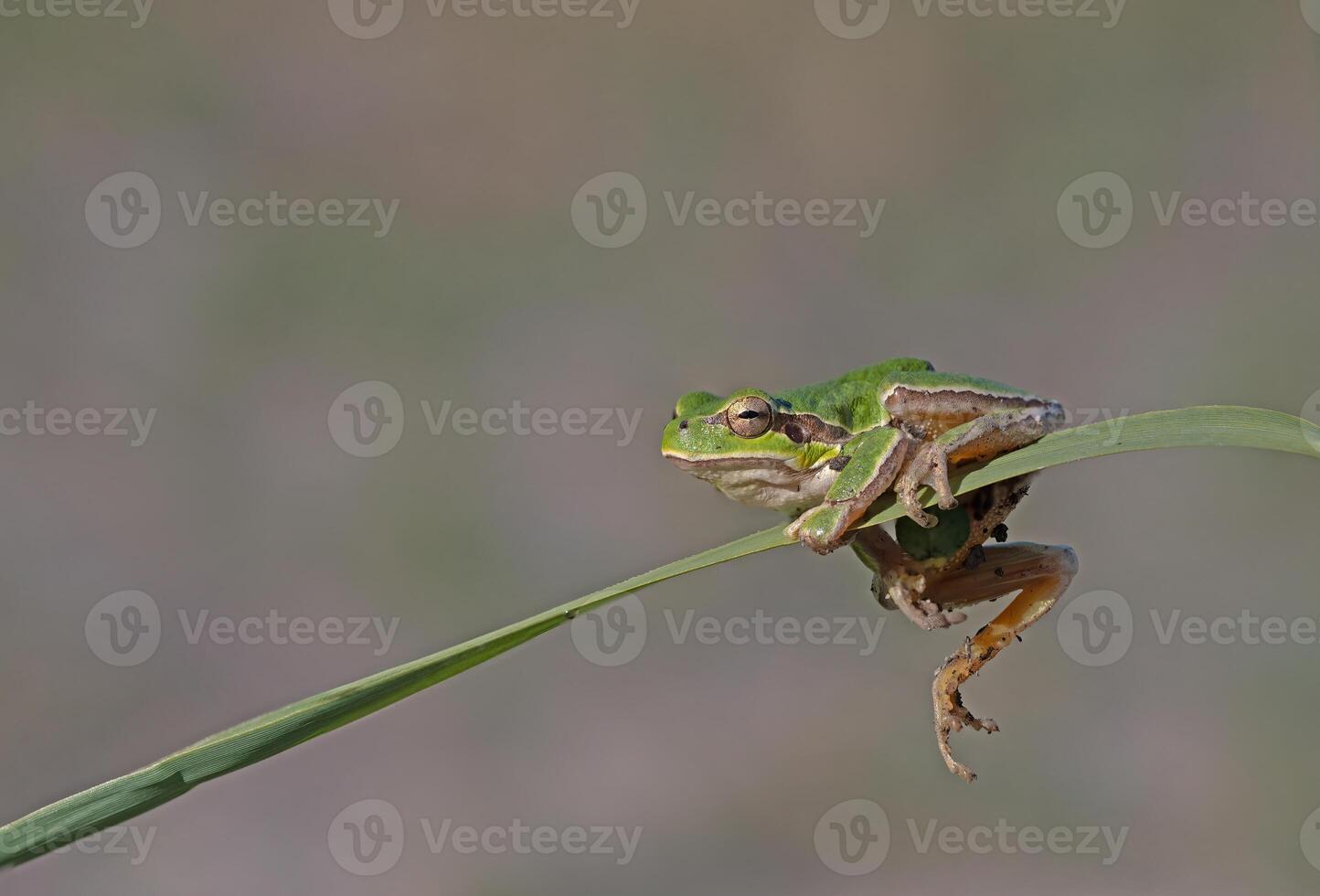 Green frog climbing on the plant in Turkey. Hyla orientalis climbing on the plant. Funny frog. photo