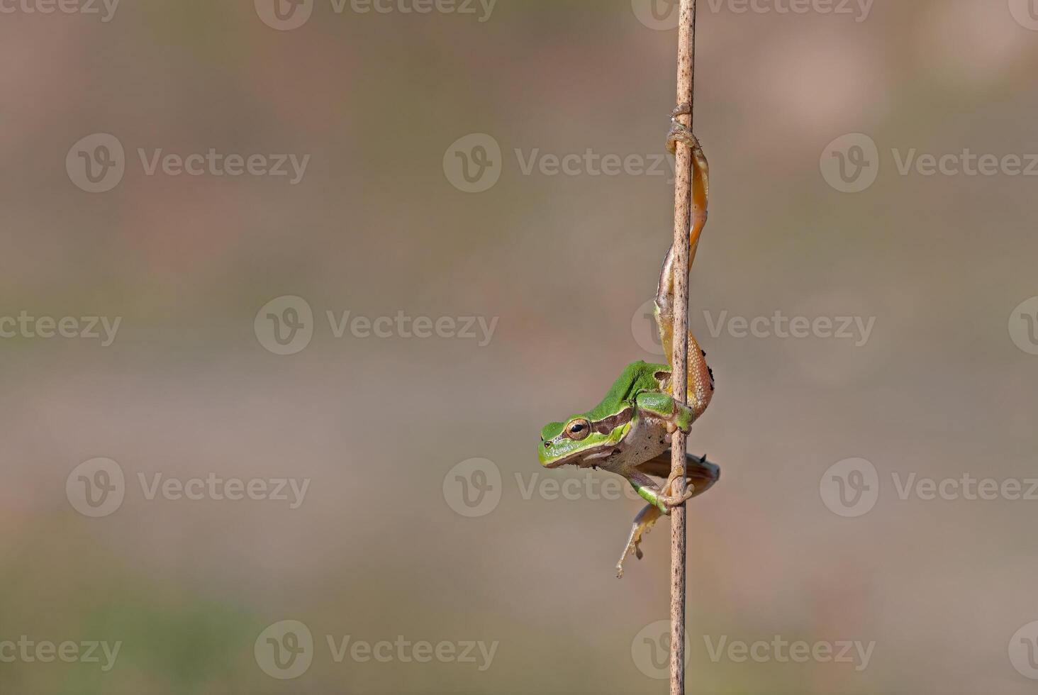 Green frog climbing on the plant in Turkey. Hyla orientalis climbing on the plant. Funny frog. photo