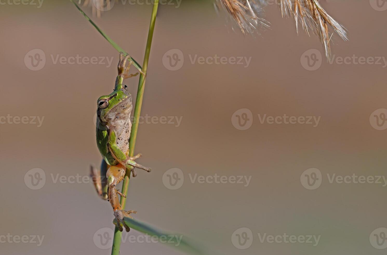 Green frog climbing on the plant in Turkey. Hyla orientalis climbing on the plant. Funny frog. photo