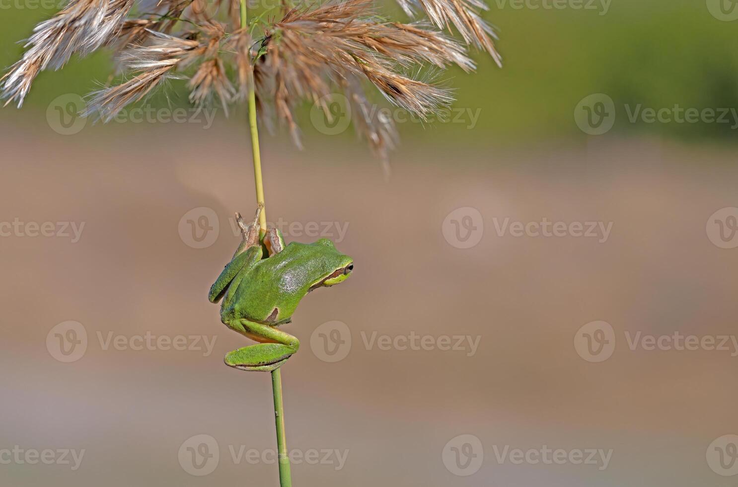 Green frog climbing on the plant in Turkey. Hyla orientalis climbing on the plant. Funny frog. photo