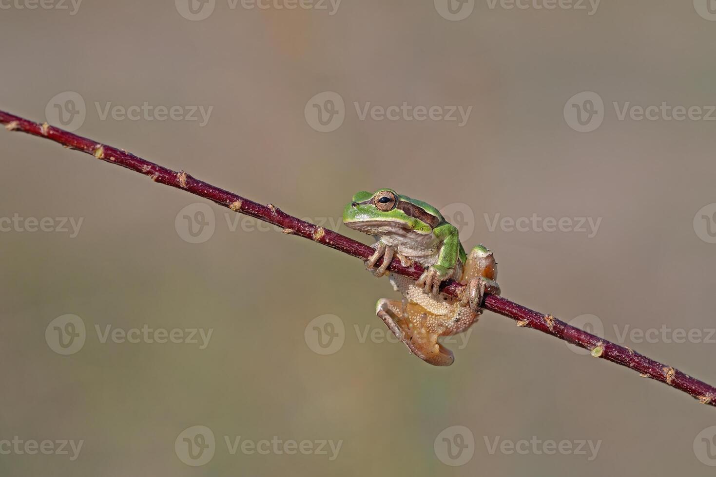 Green frog climbing on the plant in Turkey. Hyla orientalis climbing on the plant. Funny frog. photo