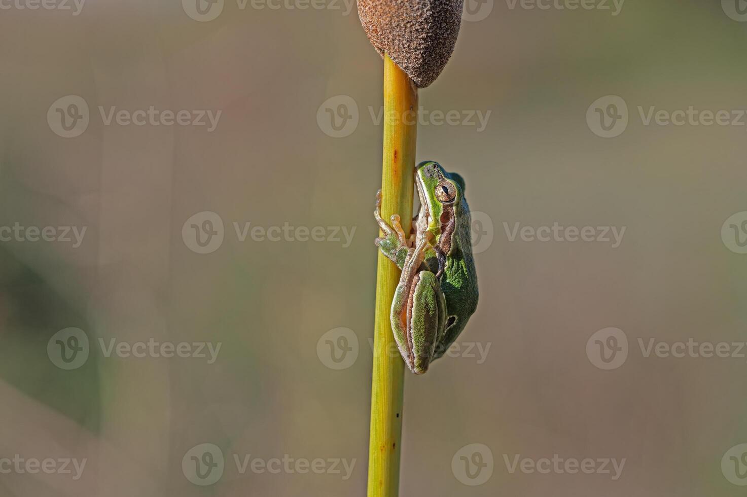 Green frog climbing on the plant in Turkey. Hyla orientalis climbing on the plant. Funny frog. photo