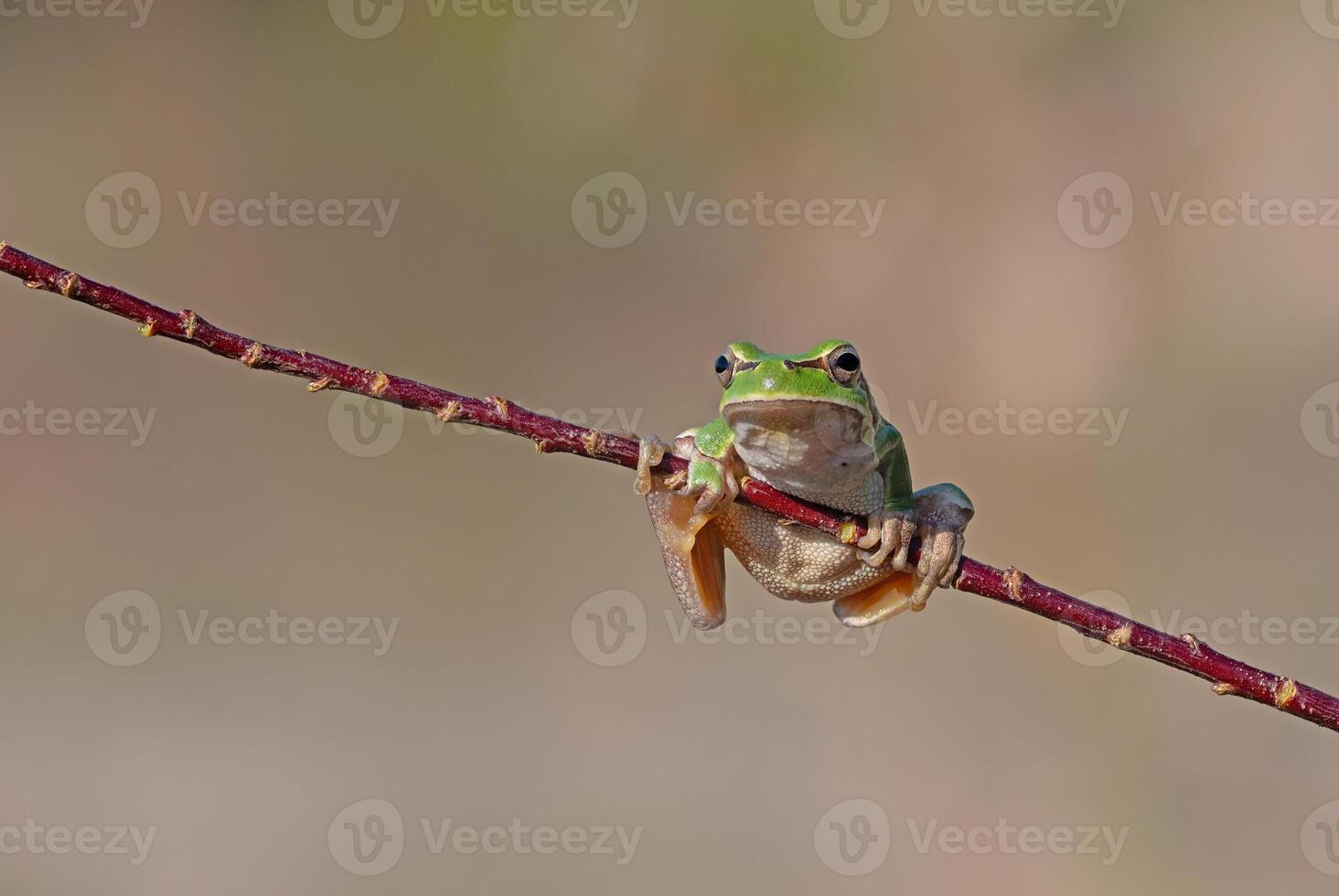 Green frog climbing on the plant in Turkey. Hyla orientalis climbing on the plant. Funny frog. photo