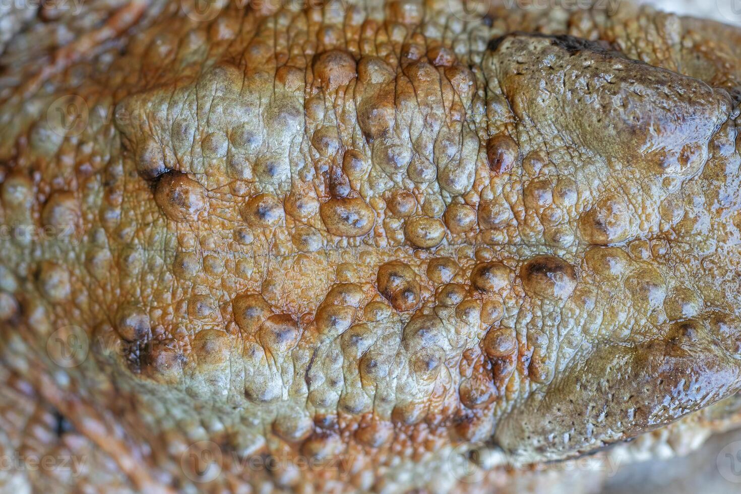 Close-up of common frog dorsal pattern in natural ecosystem, Bufo bufo. photo