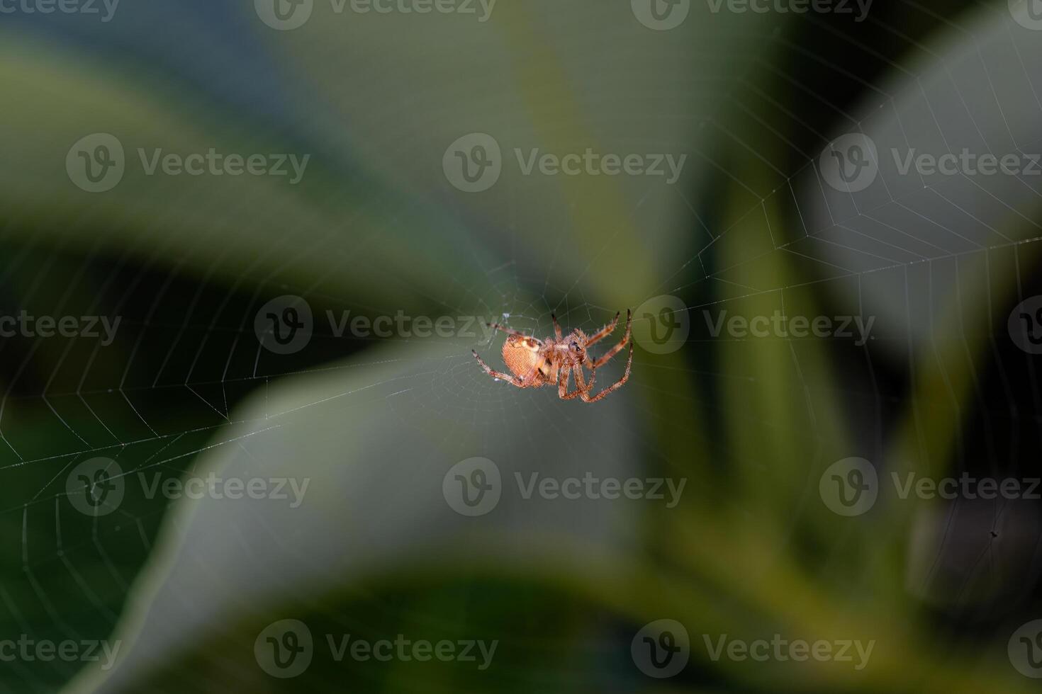 The spider web and the spider in the centre. photo