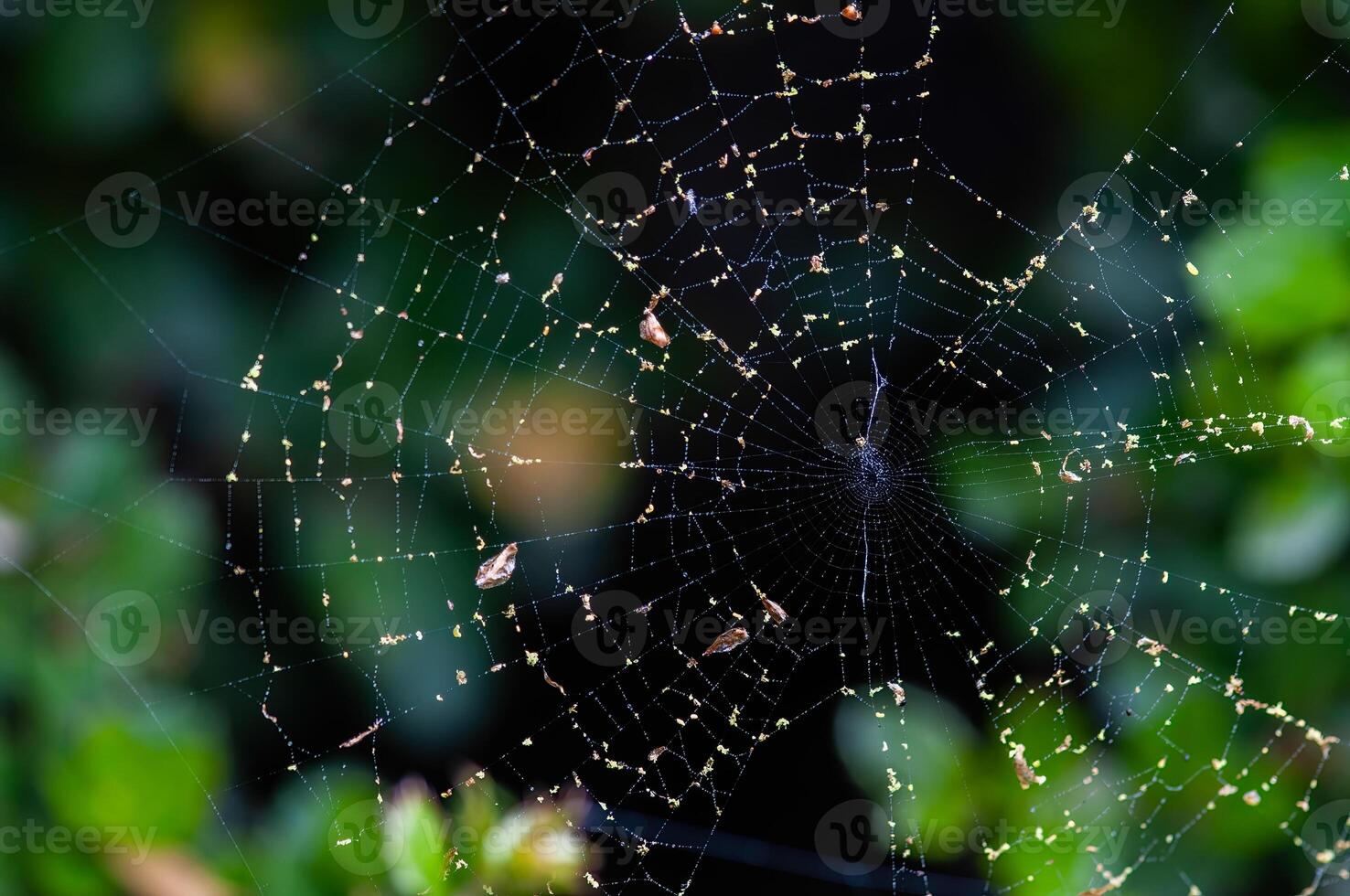 Cobweb at dawn on dark green background photo