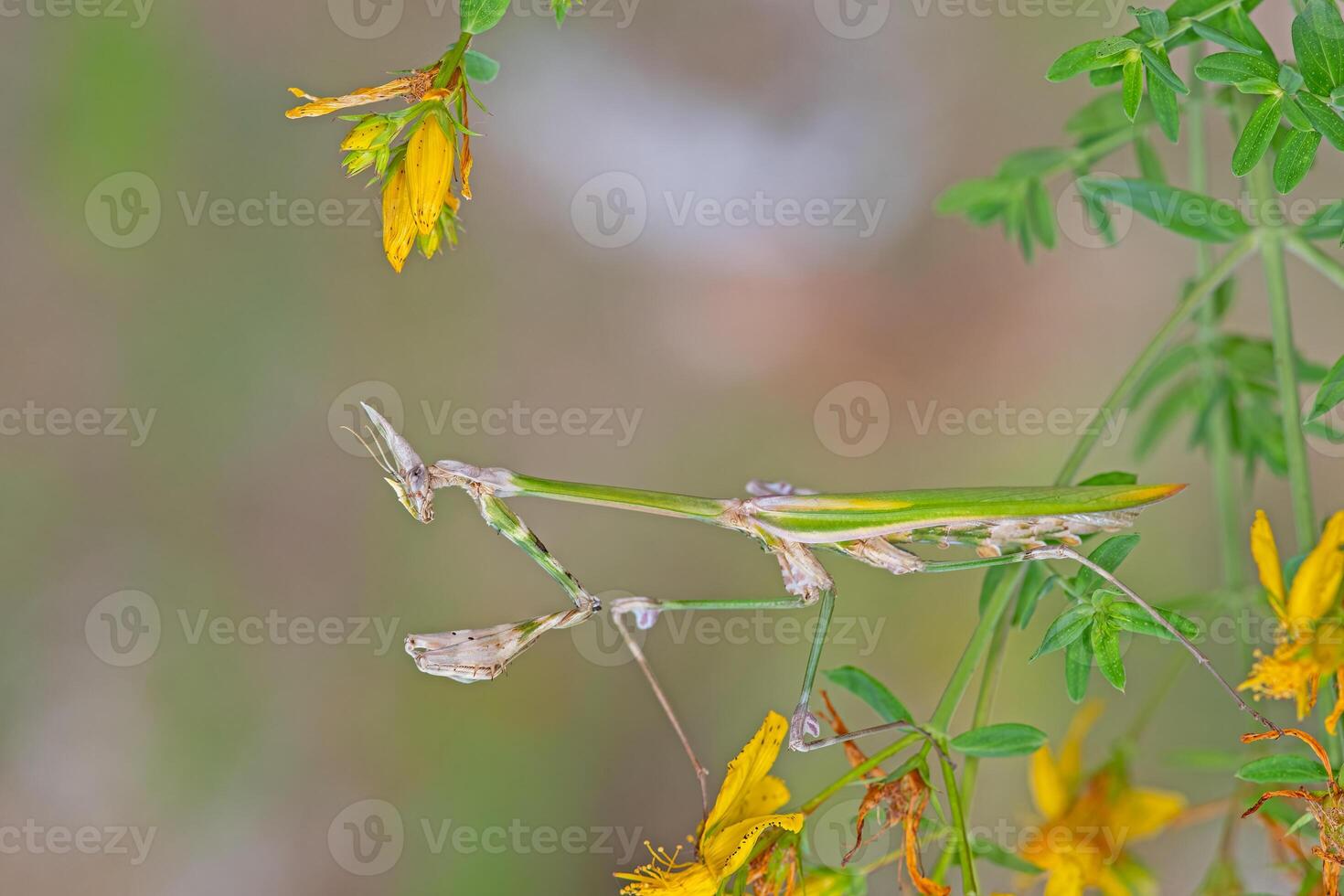 Praying Mantis on a branch in Turkey. photo
