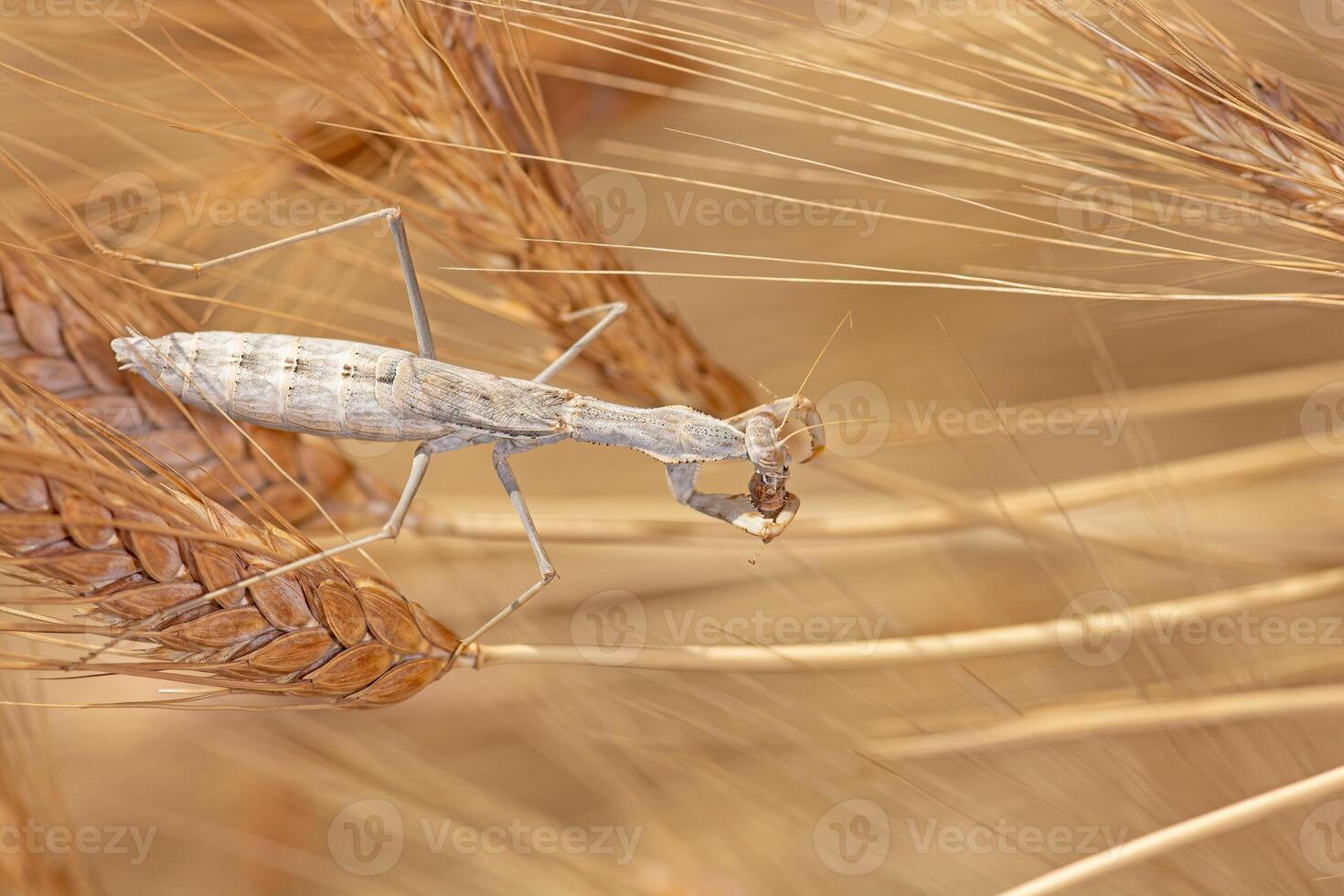 Praying mantis fed on an ear of wheat. photo