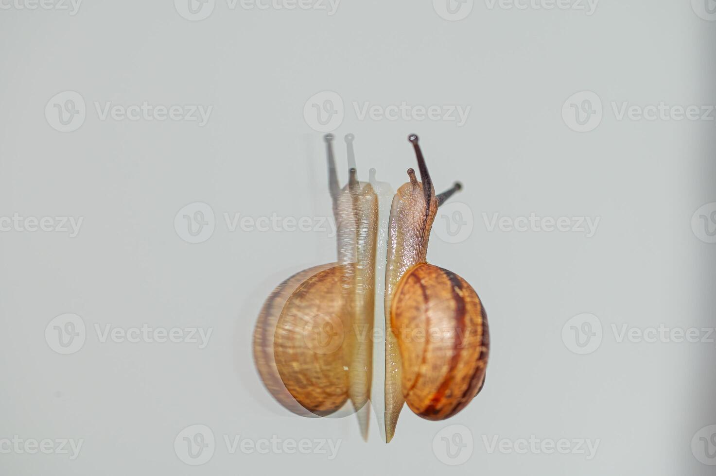 Snail walking on the glass and its reflection. photo