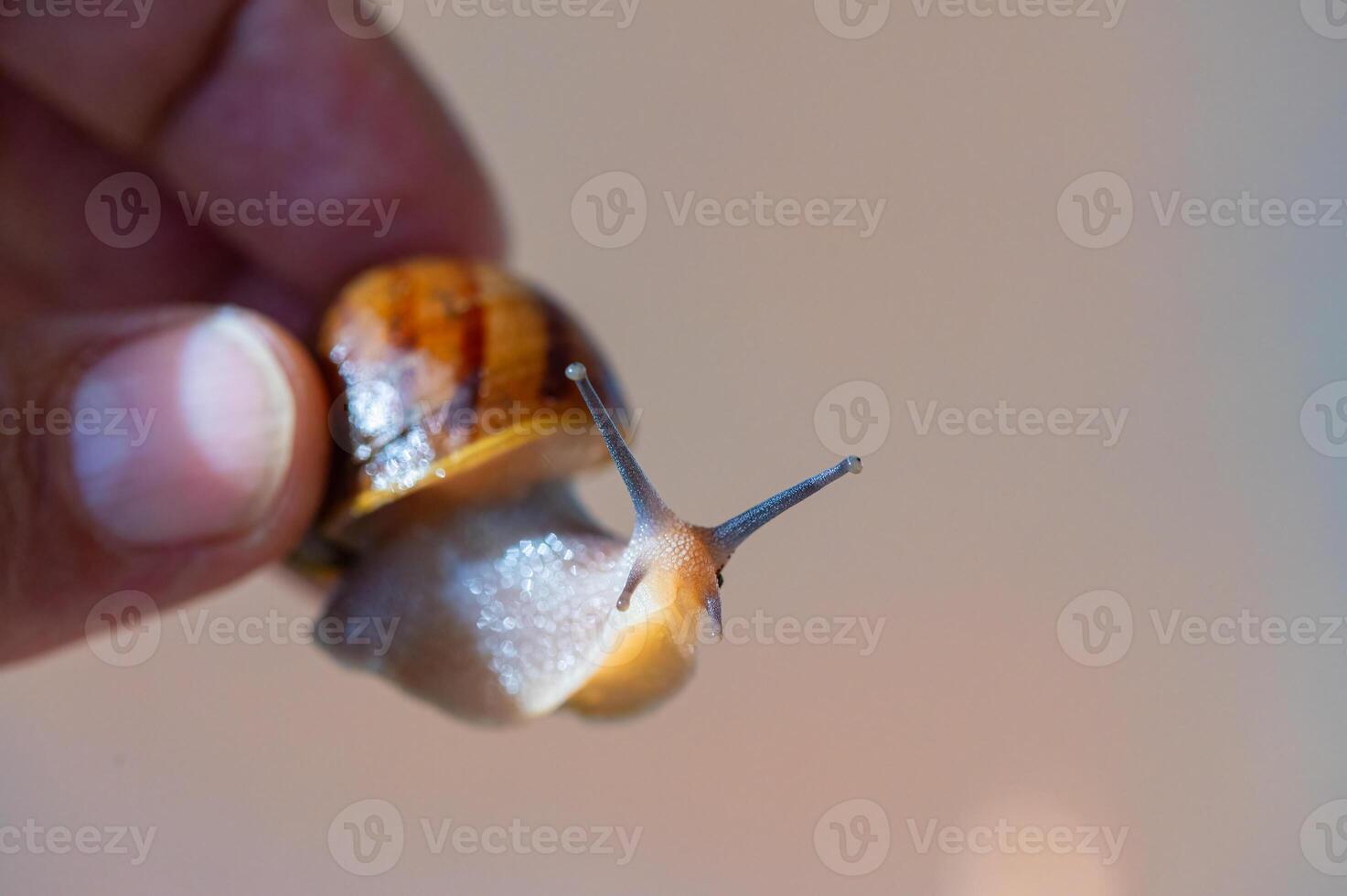 He's got a snail in his hand. photo