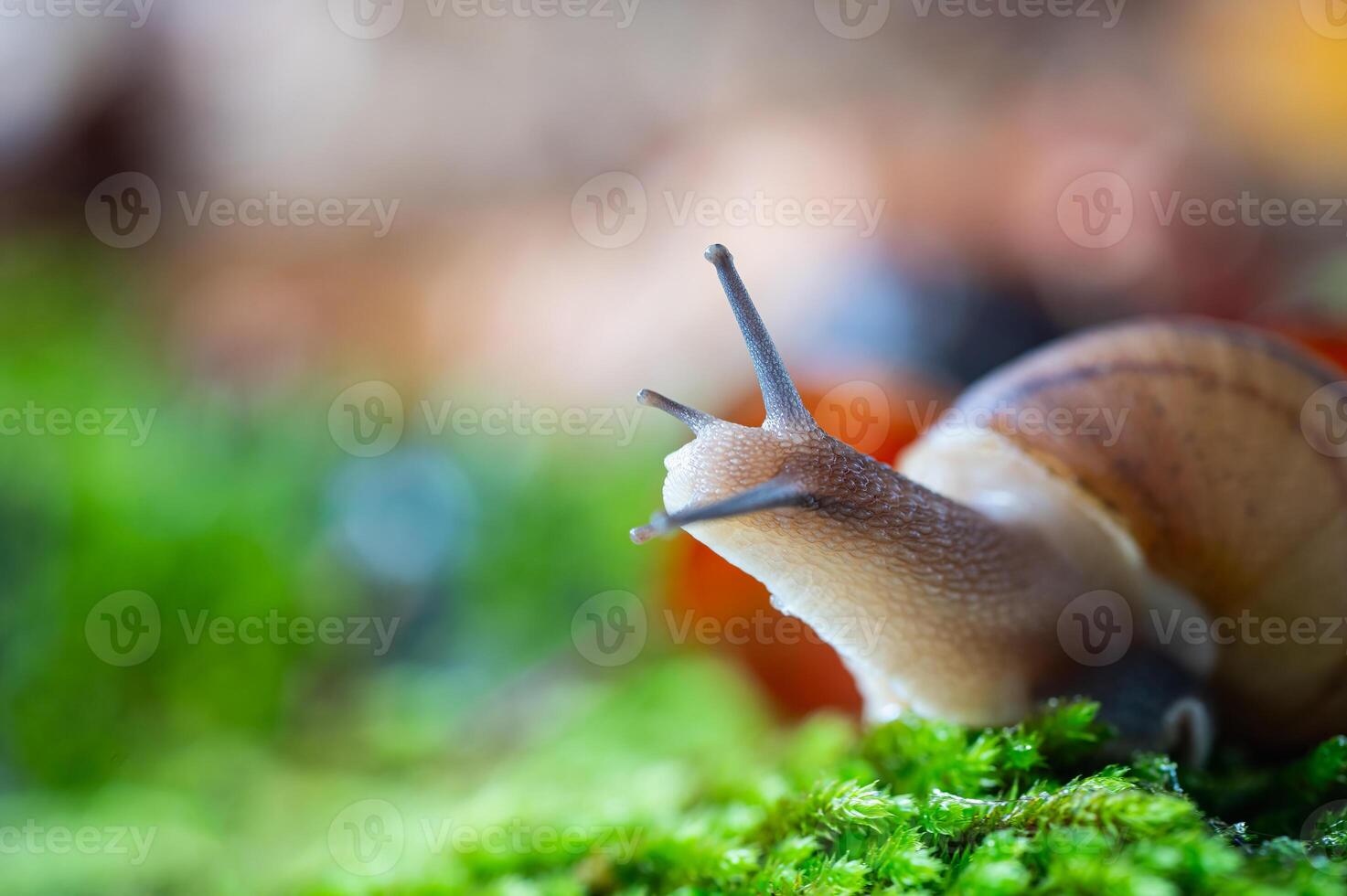 A snail with its antennae sticking out of the moss. photo