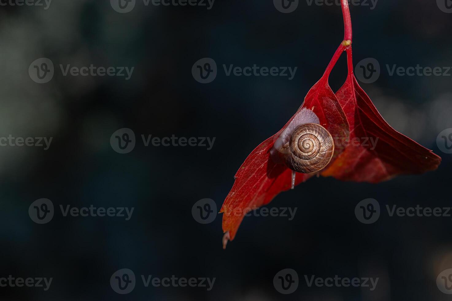 Snail on a red leaf. Blurred background. photo